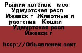 Рыжий котёнок 6 мес. - Удмуртская респ., Ижевск г. Животные и растения » Кошки   . Удмуртская респ.,Ижевск г.